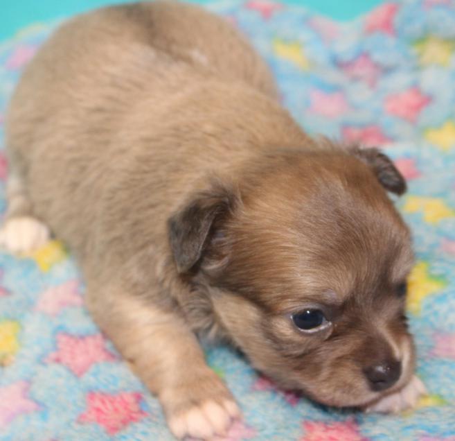 Long And Short-haired Chihuahua Puppies For Sale In Florida 