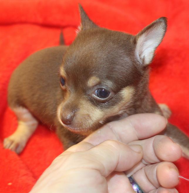 Long And Short-Haired Chihuahua Puppies For Sale In Florida | Wee Puppy ...