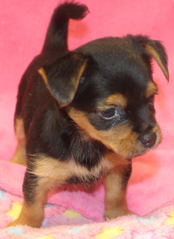 Yorkies, Morkies, And Maltipoo Puppies For Sale In Florida 